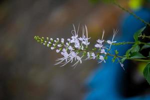 ortosifone aristato fiore impianti ,kumis kucing ,Giava tè ,rene tè pianta ,gatti barba fiori ,misai kucing ,lamiaceae genere , libri di birra ,staminaus , flickr malese tradizionalmente foto