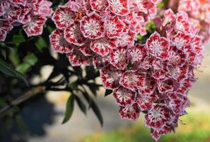 kalmia latifolia fiori con le foglie vicino su. anche conosciuto come montagna alloro, cespuglio di calicò, o spatola. foto