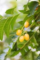 fresco neem frutta su albero con foglia su natura sfondo. un' le foglie di neem albero e frutta in crescita naturale medicinale. azadirachta indica foto