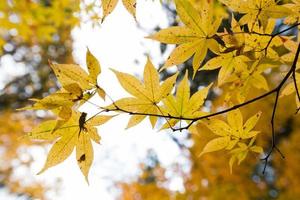 cambiamento di colore autunnale in giappone foto