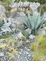 morbido colori e occhiali da sole di il montagna natura di Croazia foto