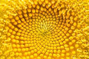 primo piano di un fiore giallo foto