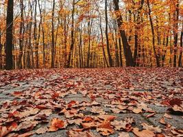 foglie di autunno sul suolo della foresta