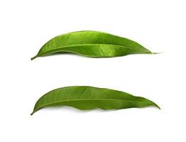 due foglie verdi isolate foto