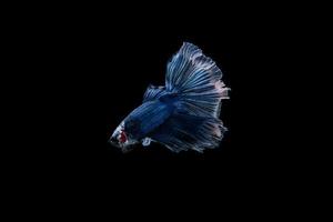 bellissimo pesce betta siamese colorato foto