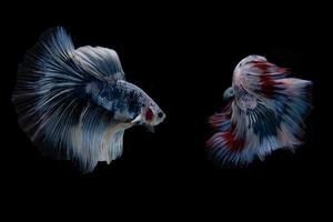 bellissimo pesce betta siamese colorato foto