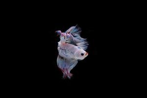 bellissimo pesce betta siamese colorato foto