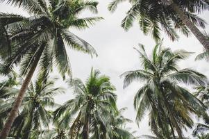 giardini di alberi di cocco in thailandia foto