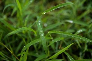 foglie con gocce d'acqua con messa a fuoco selettiva foto