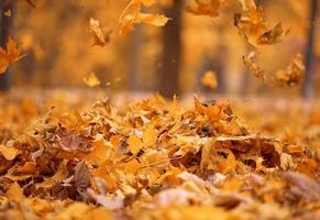 d'oro asciutto acero le foglie girando nel il aria sopra il terra. autunno paesaggio nel il parco foto