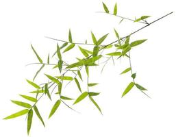 foglie di bambù verde isolato su sfondo bianco foto