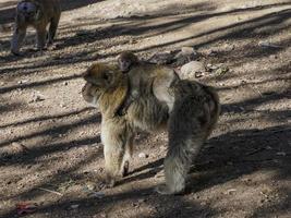 scimmia Barberia macaco, ifrane nazionale parco, Marocco. foto