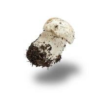 fungo con radice e micelio boletus edulis foto