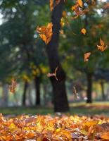 autunno città parco con alberi e asciutto acero giallo le foglie su il terra, Ucraina Cherson foto