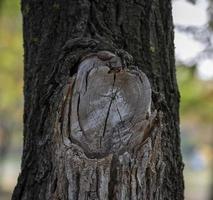 segato grande ramo su acacie, un' sezione di un' albero nodo con anelli foto