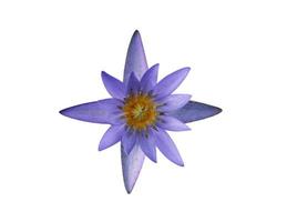 fiore di loto viola su bianco foto