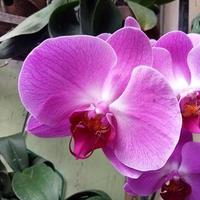 Luna orchidea o phalaenopsis amabilis. orchidee, orchidacee, siamo il maggiore famiglia di monocotiledone impianti. indonesiano anggrek bulan su selettivo messa a fuoco foto