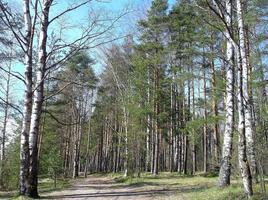 un' sentiero nel il foresta. foto