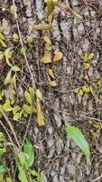 natura albero tronco rustico struttura sfondo. Esposto alle intemperie naturale legna pelle. foto