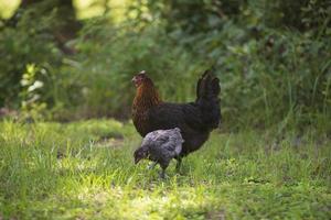 un' madre gallina e suo pulcino su un' azienda agricola foto