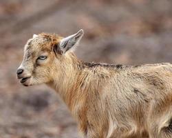 un' carino poco bambino Marrone capra con blu occhi foto