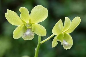 bellissimo orchidea fiore fioritura a piovoso stagione. dendrobium orchidea foto