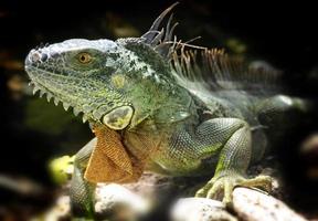 iguane siamo un' genere di lucertole quello vivere nel il tropici di centrale America, Sud America e il caraibico isole. queste lucertole erano primo descritto di un austriaco zoologo ,macro carta da parati, iguana foto