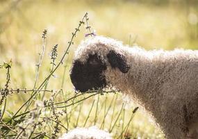 blacknosesheep schaf Wolle foto