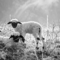 blacknosesheep schaf Wolle foto