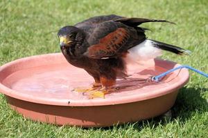 un' vicino su di un' falco su un' inviare foto