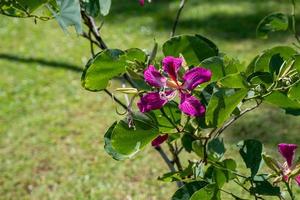 viola orchidea albero, hong kong orchidea albero, viola bauhinia fioritura nel il giardino foto