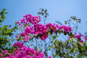 rosa bouganville glabra esigente fioritura nel il giardino foto