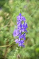 grappolo di fiori su un' viola delfinio foto