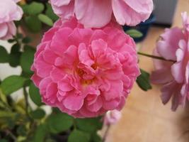 il rosa giardino è così bello e luminosa foto