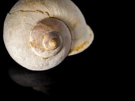 fossile di guscio di lumaca terrestre foto