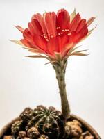 petalo delicato di colore rosso con soffice peloso di fiore di cactus echinopsis foto