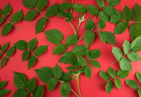 fresco verde le foglie di lampone su un' rosso sfondo foto