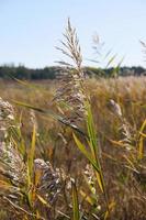 asciutto gambi di canne a il stagno ondeggiare nel il vento su un autunno giorno foto