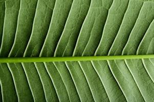 primo piano della foglia verde foto