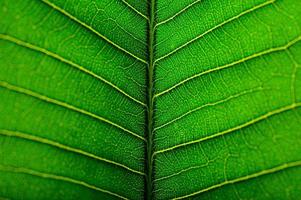 primo piano della foglia verde foto