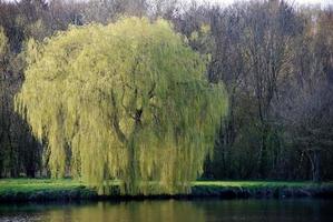 piccolo lago in Westfalia foto