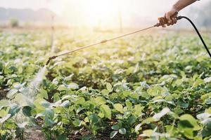 asiatico donna e uomo contadino Lavorando insieme nel biologico idroponica insalata verdura azienda agricola. utilizzando tavoletta ispezionare qualità di lattuga nel serra giardino. inteligente agricoltura foto