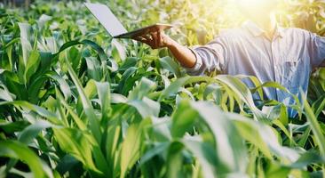 asiatico donna e uomo contadino Lavorando insieme nel biologico idroponica insalata verdura azienda agricola. utilizzando tavoletta ispezionare qualità di lattuga nel serra giardino. inteligente agricoltura foto