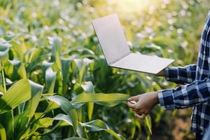 asiatico donna e uomo contadino Lavorando insieme nel biologico idroponica insalata verdura azienda agricola. utilizzando tavoletta ispezionare qualità di lattuga nel serra giardino. inteligente agricoltura foto