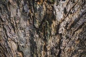 sfondo di corteccia di albero foto