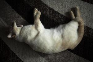 gatto su tappeto. gatto a casa. animale domestico carezze su pavimento. animale è a casa. foto