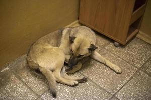 cane nel costruzione. senza casa cane riscalda su nel inverno. animale bugie su pavimento. foto