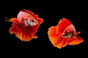 pesce combattente drago rosso su sfondo nero