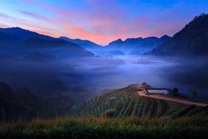 nebbia mattutina sulla terrazza del tè a doi angkhang a chiangmai, thailandia foto