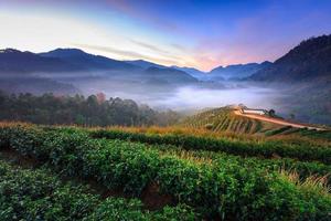 nebbia mattutina sulla terrazza del tè a doi angkhang a chiangmai, thailandia foto